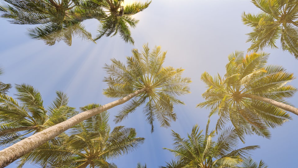 Summer beach background palm trees against sunny blue sky banner panorama. Tropical paradise travel destination. Exotic nature abstract low point of view