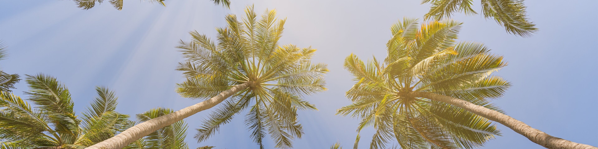 Summer beach background palm trees against sunny blue sky banner panorama. Tropical paradise travel destination. Exotic nature abstract low point of view