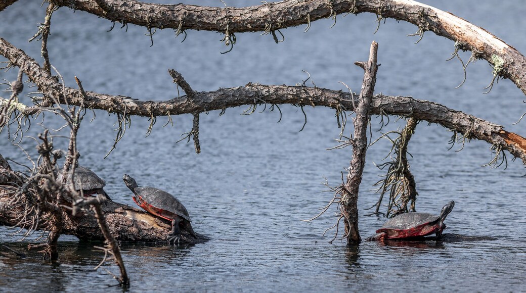 Endangered Plymouth red-bellied turtles
-Massachusetts