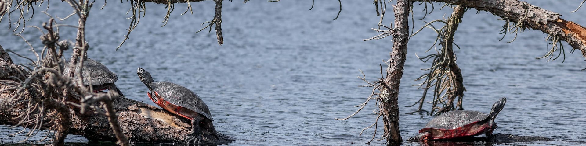Endangered Plymouth red-bellied turtles
-Massachusetts