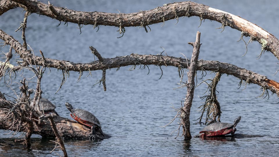 Endangered Plymouth red-bellied turtles
-Massachusetts