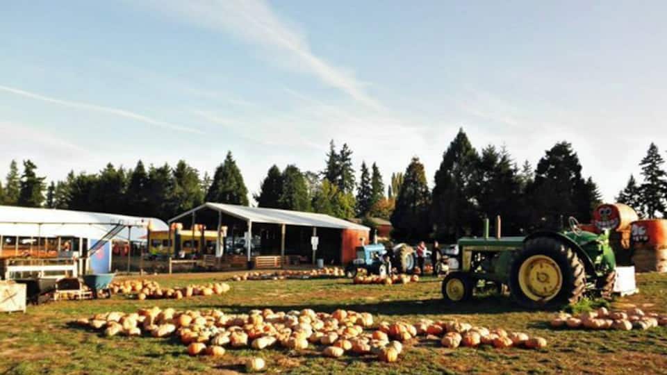 Neat pumpkin patch with activities such as a burlap sack slide, hay bale maze, hay ride, etc. Cider donuts, apple cider, and every other fall treat you can think of in the shop & bakery!
