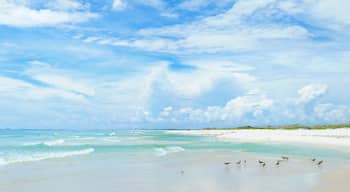 Panorama of the Beautiful White Sand Beach of the Florida Gulf Coast