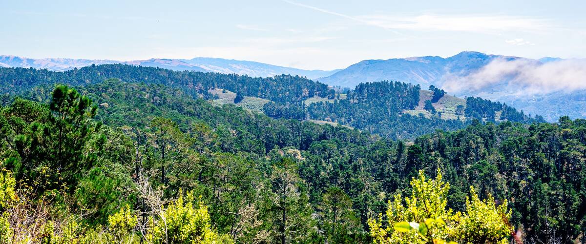 mountains with trees in Jacks Peak Park, Monterey, California
