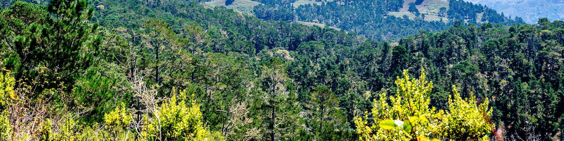 mountains with trees in Jacks Peak Park, Monterey, California
