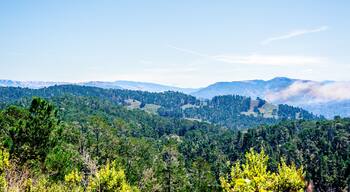 mountains with trees in Jacks Peak Park, Monterey, California