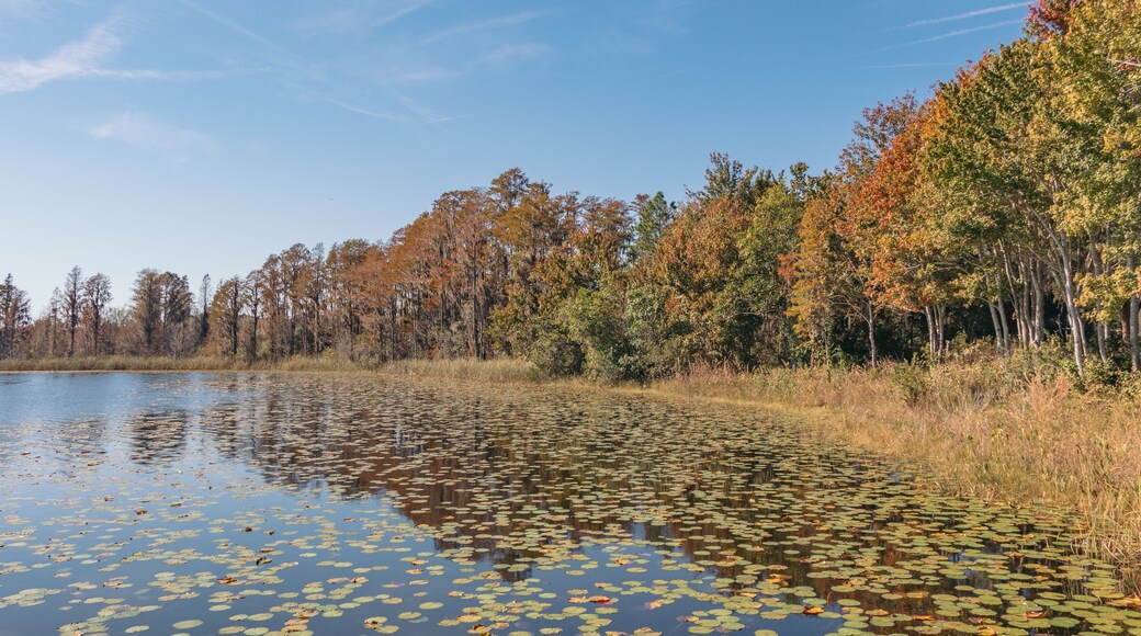 Lake Louisa State Park RV camping near Orlando Florida. View of Fall tree colors by the lake.