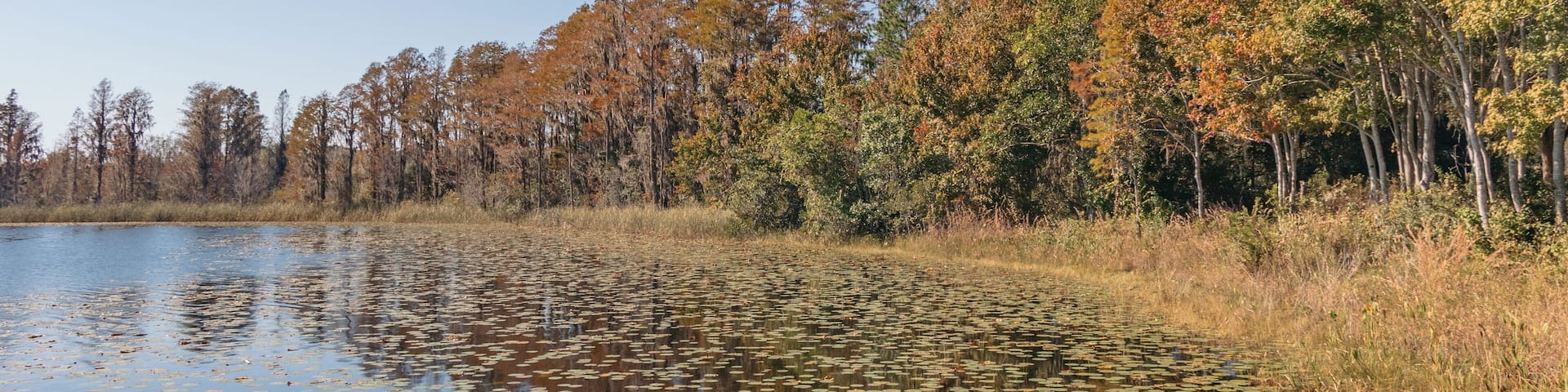 Lake Louisa State Park RV camping near Orlando Florida. View of Fall tree colors by the lake.