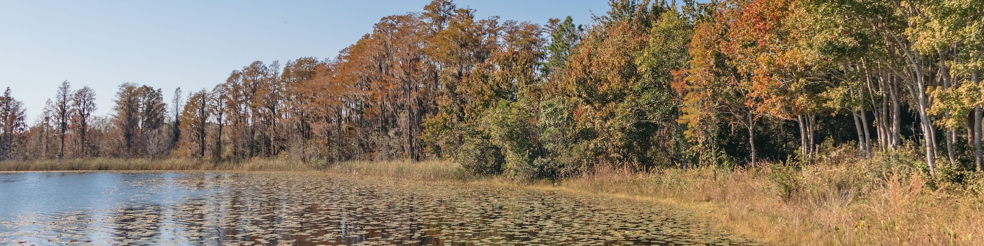 Lake Louisa State Park RV camping near Orlando Florida. View of Fall tree colors by the lake.
