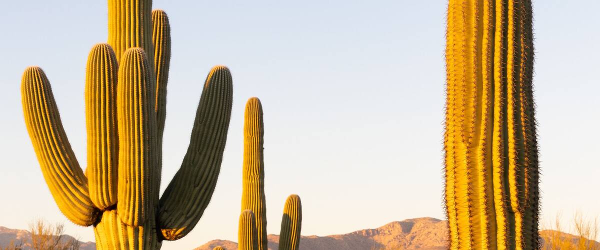 Saguaro cactus at sunset in Arizona