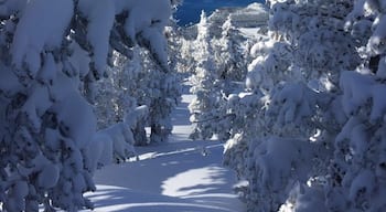 Fresh powder for the 1st morning run! Heavenly!!