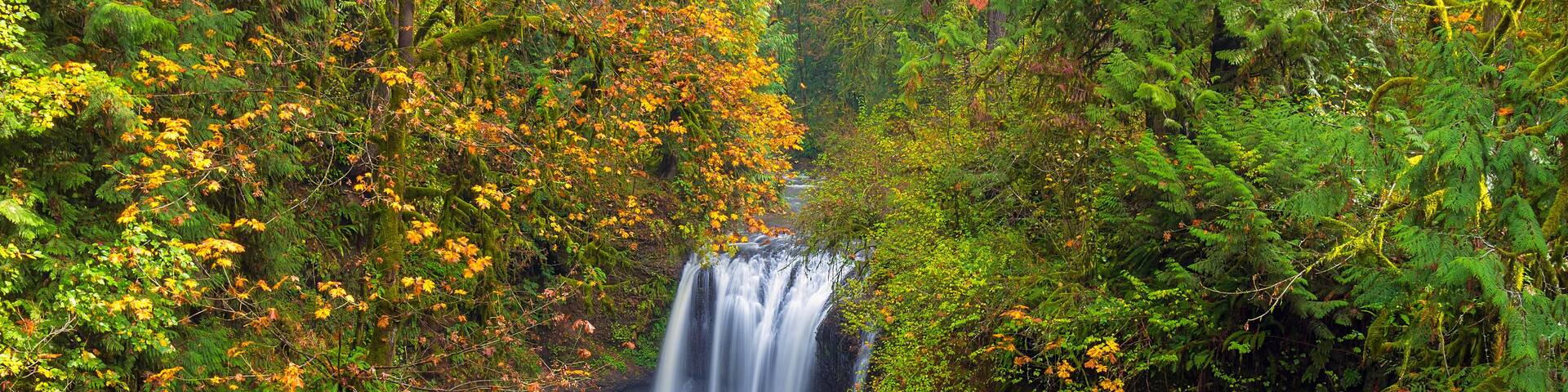 A waterfall in a forested area with dense foliage and trees.