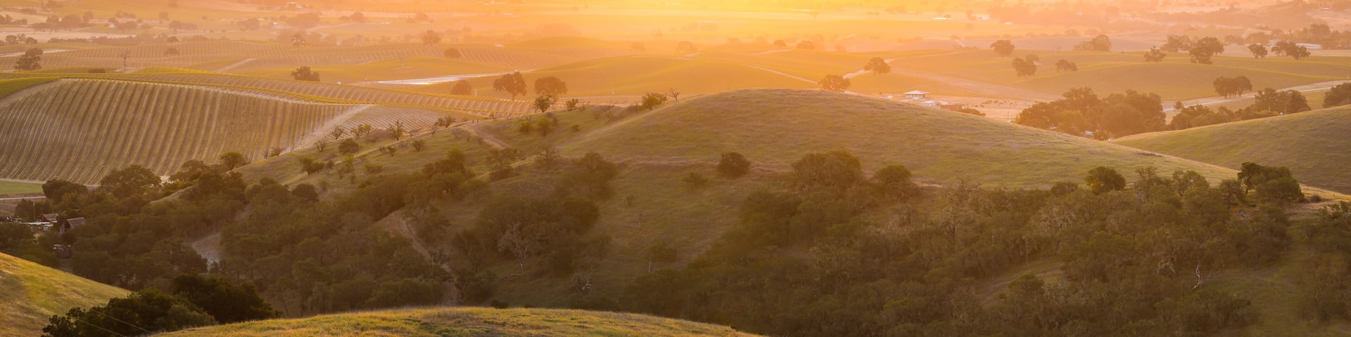 Sunrise on the vine covered hills of Wine Country