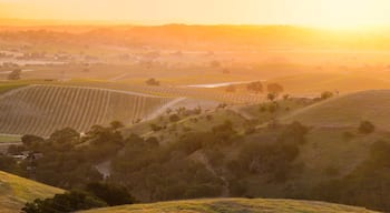 Sunrise on the vine covered hills of Wine Country