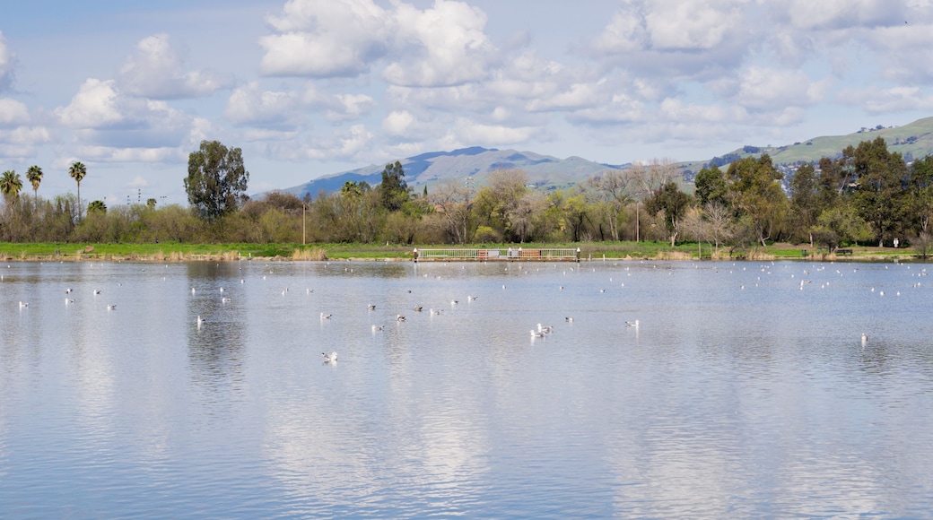 Cunningham Lake on a sunny day, San Jose, south San Francisco bay area, California
