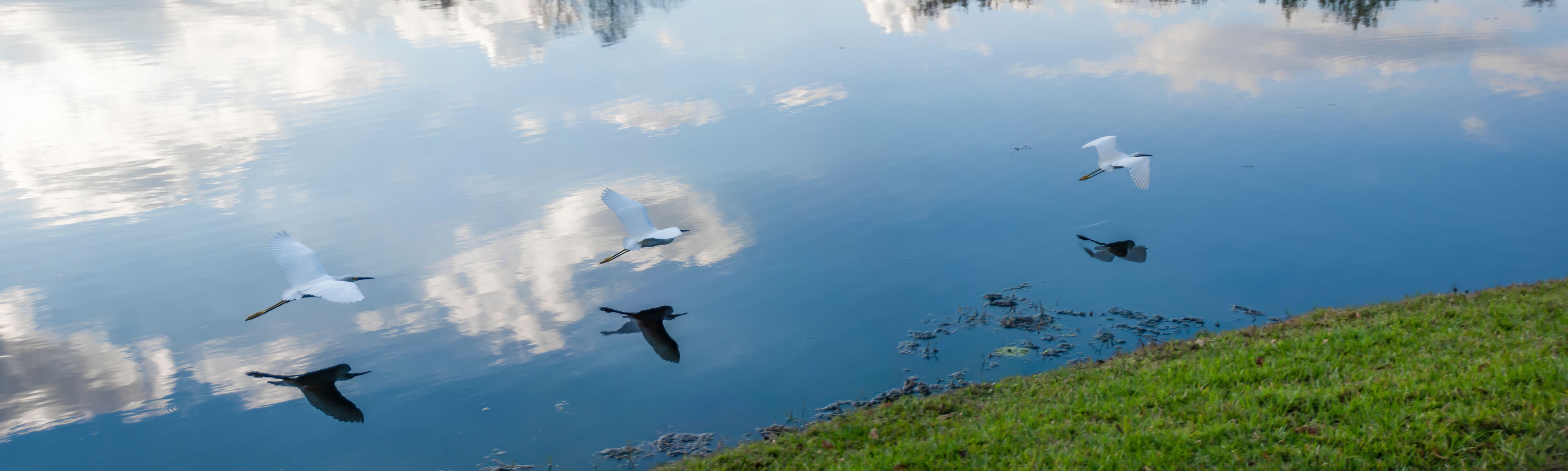 A panoramic shot of an egret flying low over a lake in Celebration, Florida, giving the illusion of there being three separate birds.