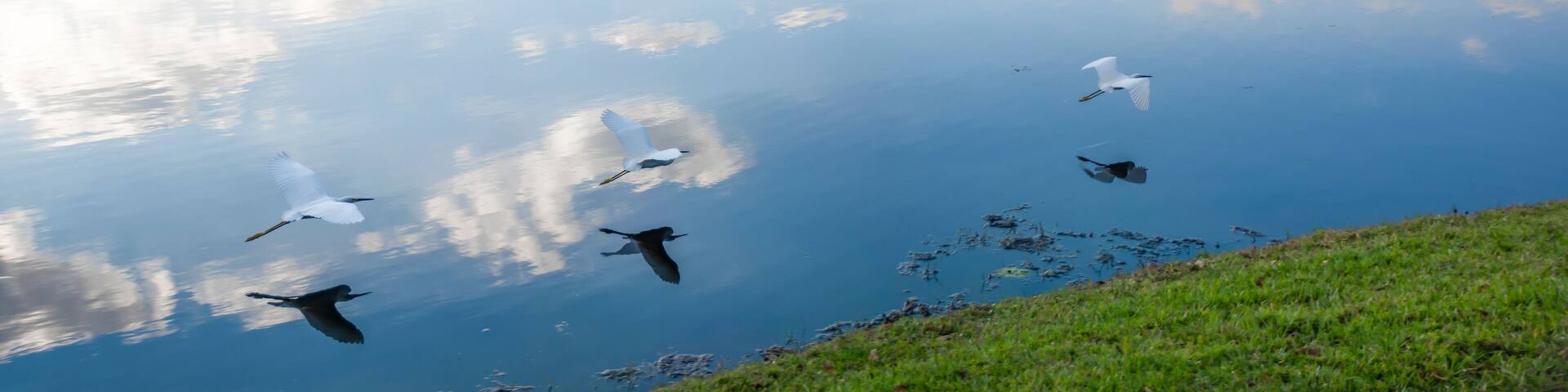 A panoramic shot of an egret flying low over a lake in Celebration, Florida, giving the illusion of there being three separate birds.