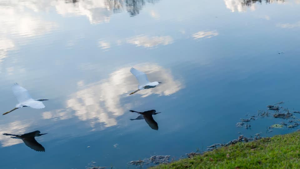 A panoramic shot of an egret flying low over a lake in Celebration, Florida, giving the illusion of there being three separate birds.