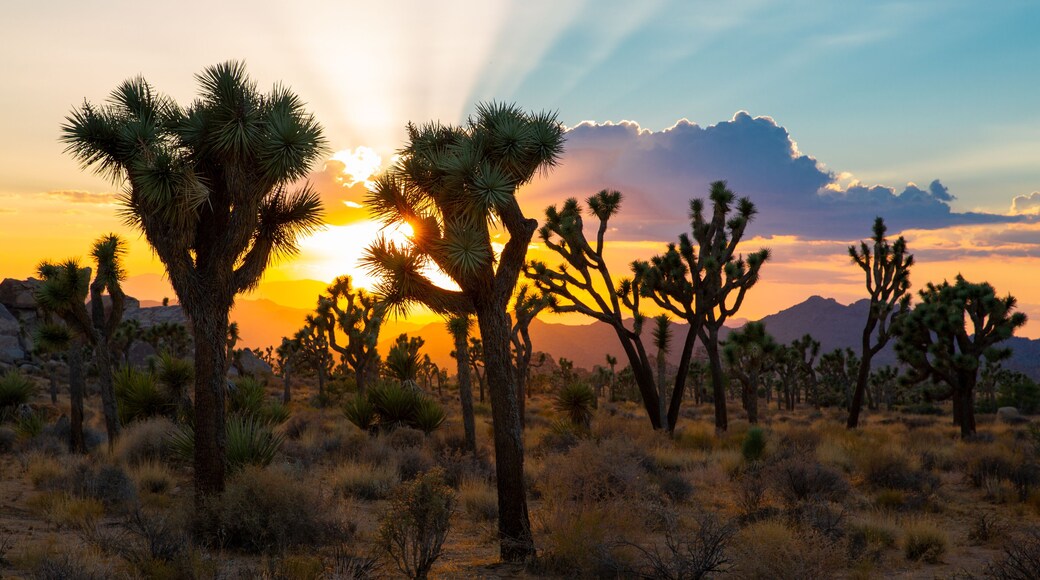 Sunset over Joshua Tree National Park, California, USA
