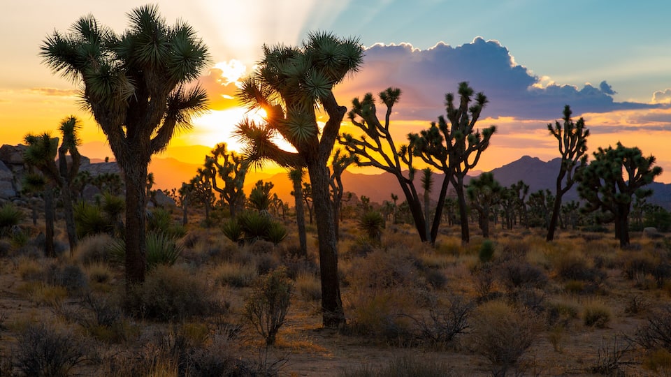 Sunset over Joshua Tree National Park, California, USA