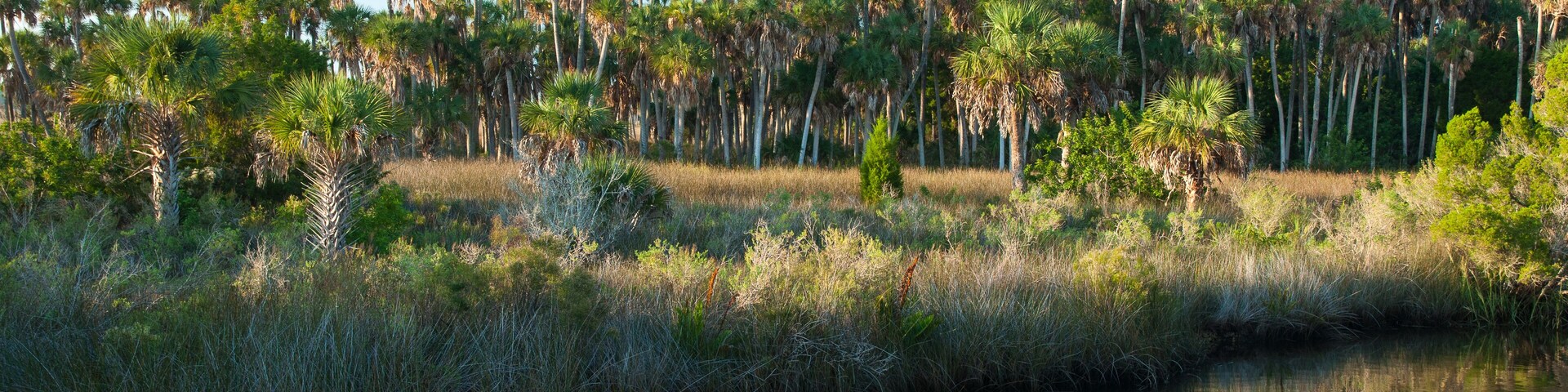 Coastal Scenery near Spring Hill, Florida