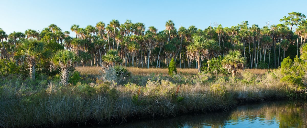 A calm water body reflecting trees and sky, surrounded by dense vegetation and tall palm trees.