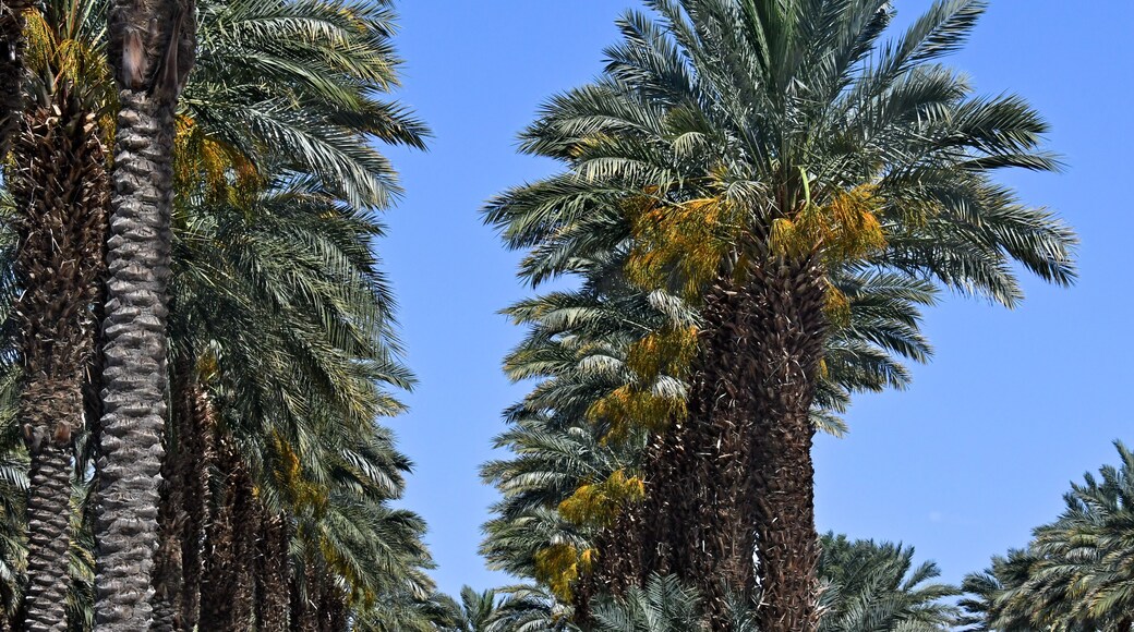 Orchard of date palms, Indio, California. Coachella Valley is known as the 'Date Capital of the World'