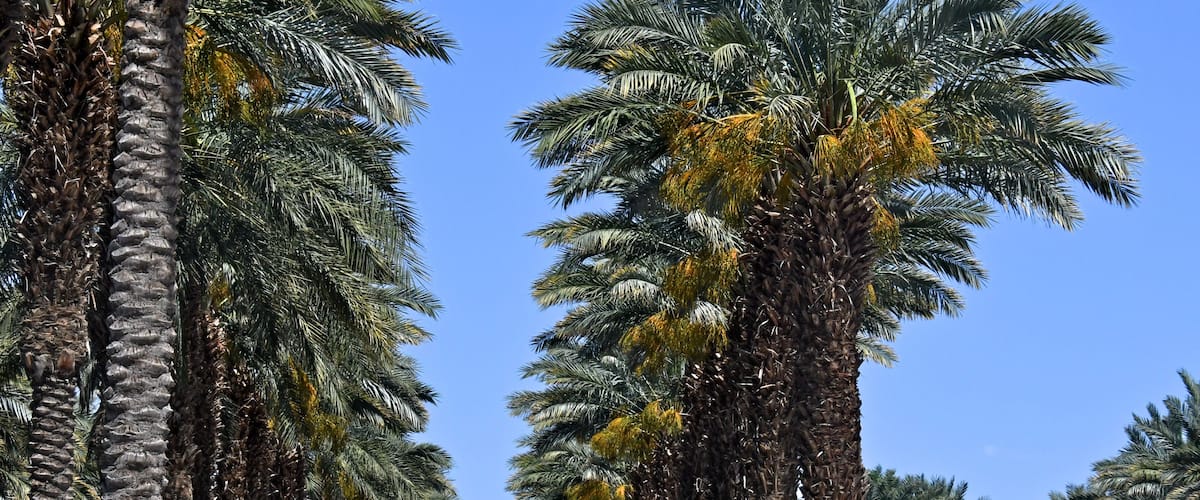 Orchard of date palms, Indio, California. Coachella Valley is known as the 'Date Capital of the World'