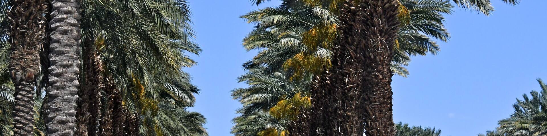 Tall palm trees with green fronds and yellow flowers against a clear blue sky.