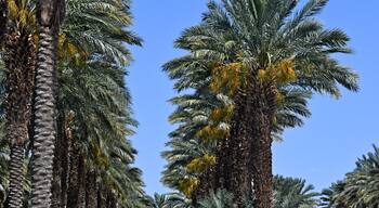 Orchard of date palms, Indio, California. Coachella Valley is known as the 'Date Capital of the World'