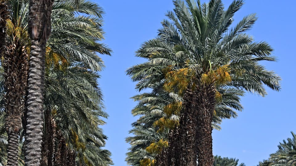 Orchard of date palms, Indio, California. Coachella Valley is known as the 'Date Capital of the World'