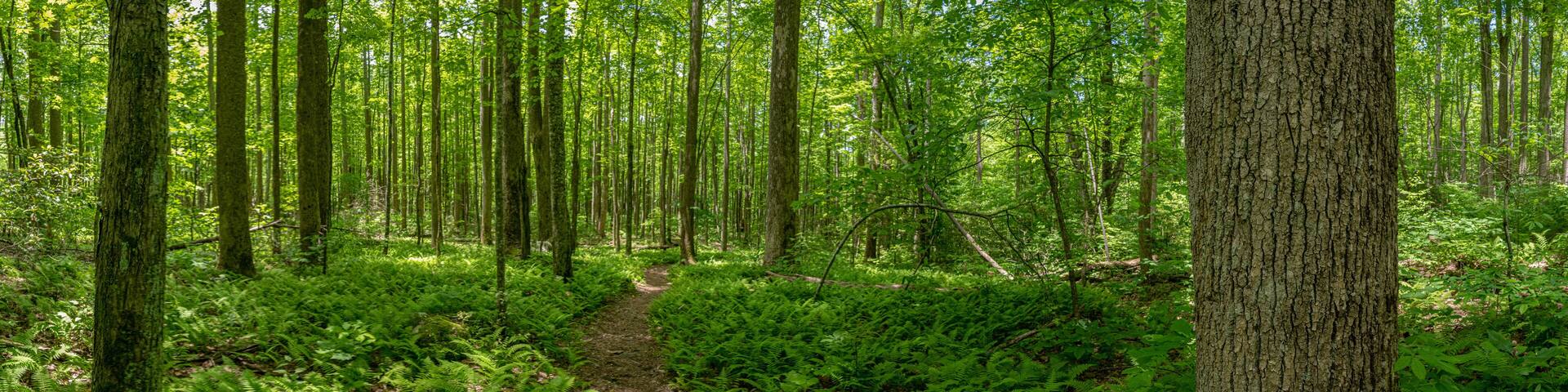 Fern Gully Forest Pano