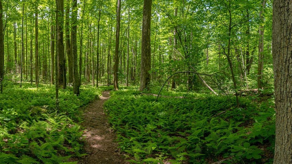 Fern Gully Forest Pano
