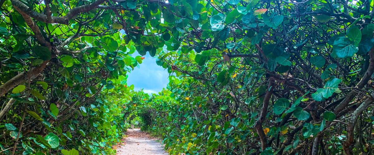 Magical tunnel of trees at the beach