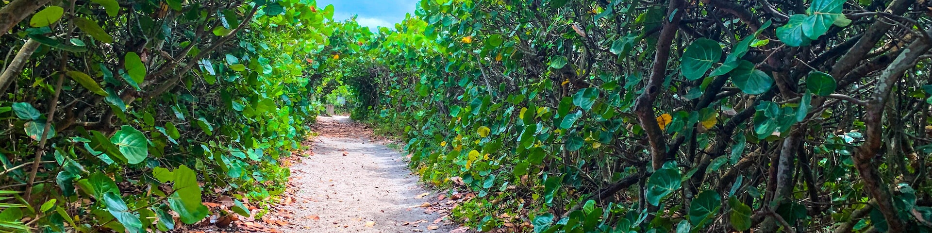 Magical tunnel of trees at the beach