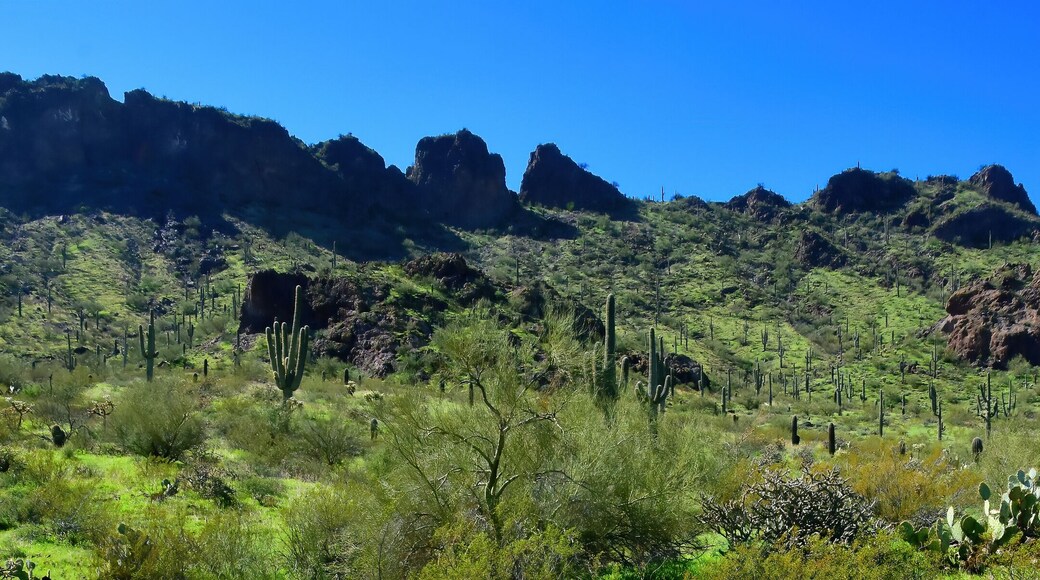 ํ๋จธ๋ฐ ๋์น