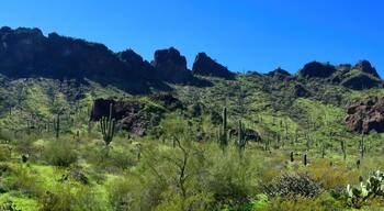 After The Rain Sonora Desert Arizona Picacho Peak State Park