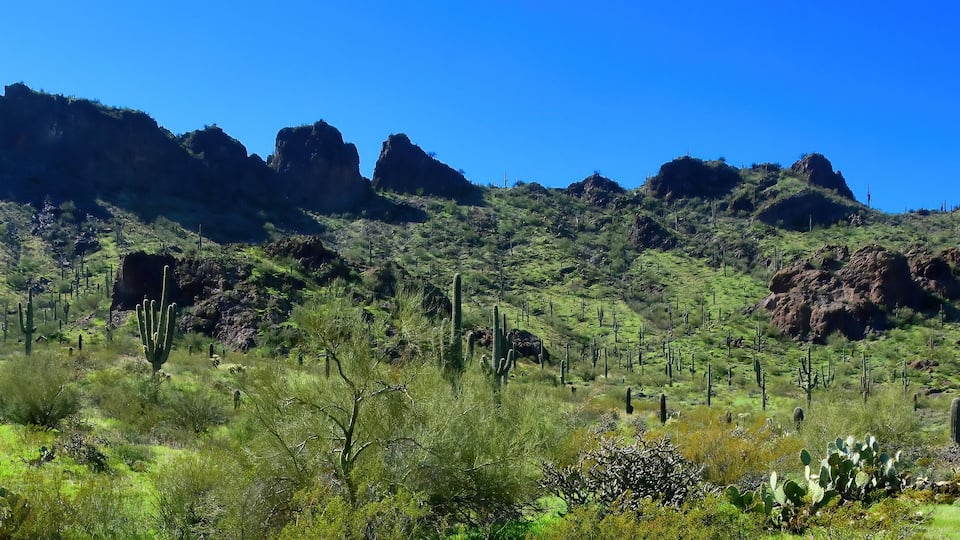 After The Rain Sonora Desert Arizona Picacho Peak State Park