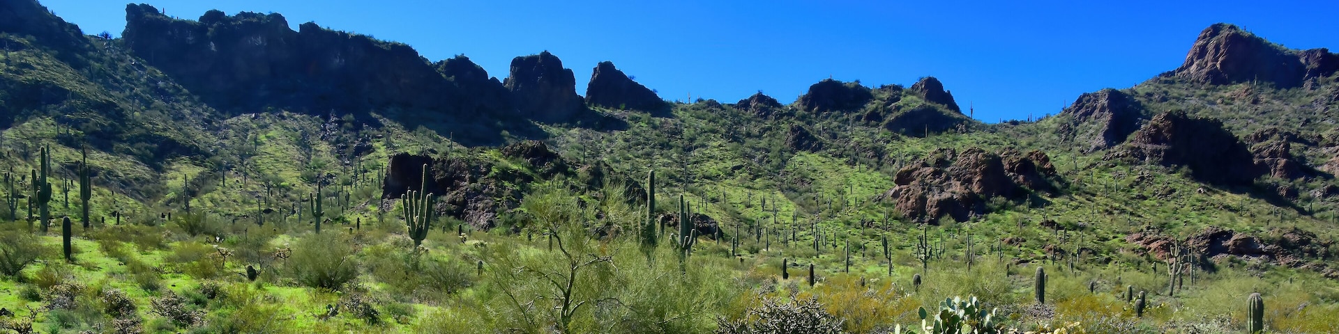 After The Rain Sonora Desert Arizona Picacho Peak State Park