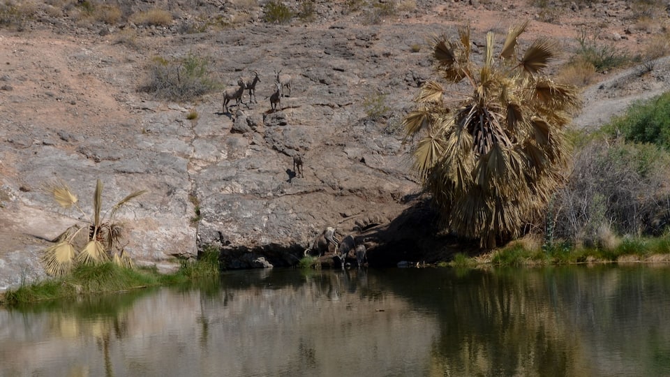 desert bighorn sheep (Ovis canadensis nelsoni) and fan palms (Washingtonia filifera) near Rogers Spring (Lake Mead National Recreation area, Nevada, USA)