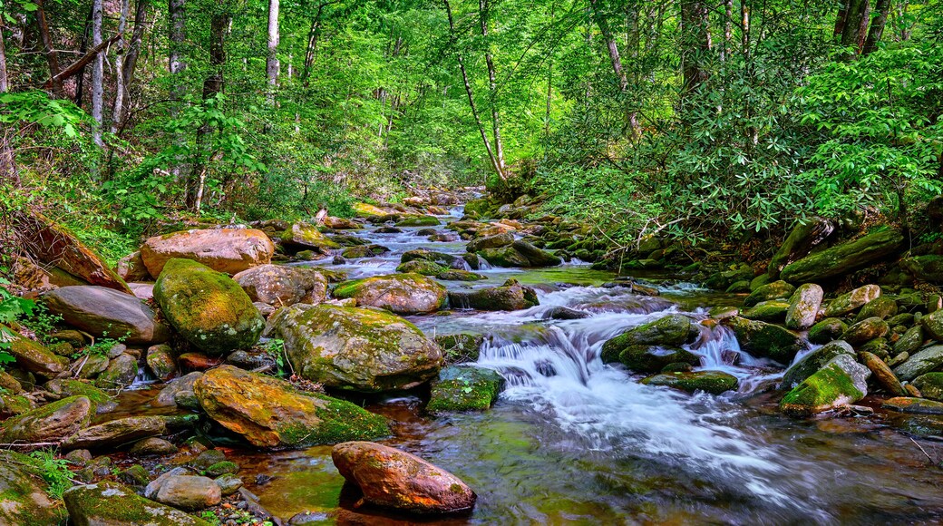 Curtis Creek near Curtis Creek Campground in the Pisgah National Forest North Carolina.