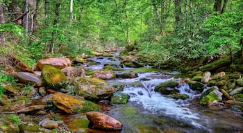 คัตเทล ครีก