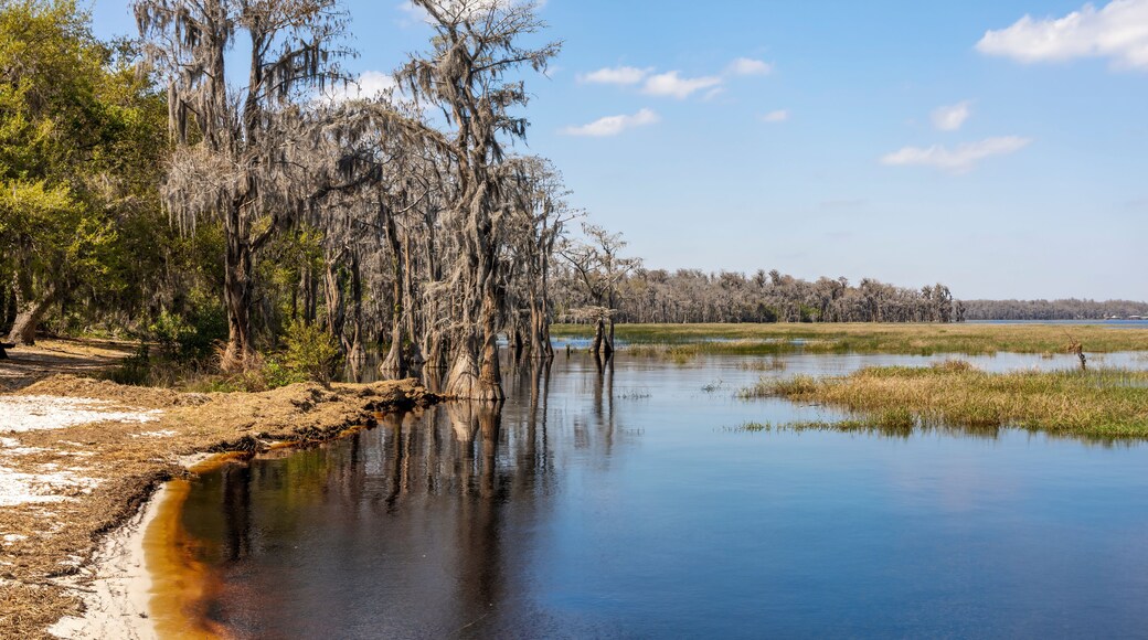 Cypress trees line the shore of the root-beer-coloured water of Lake Louisa in the state park of the same name near Orlando, Florida.