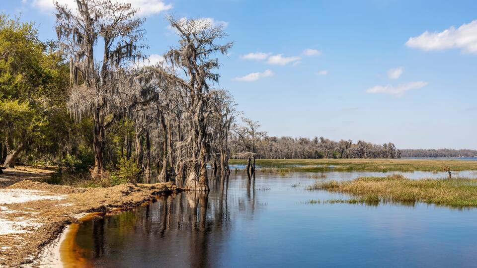 Cypress trees line the shore of the root-beer-coloured water of Lake Louisa in the state park of the same name near Orlando, Florida.