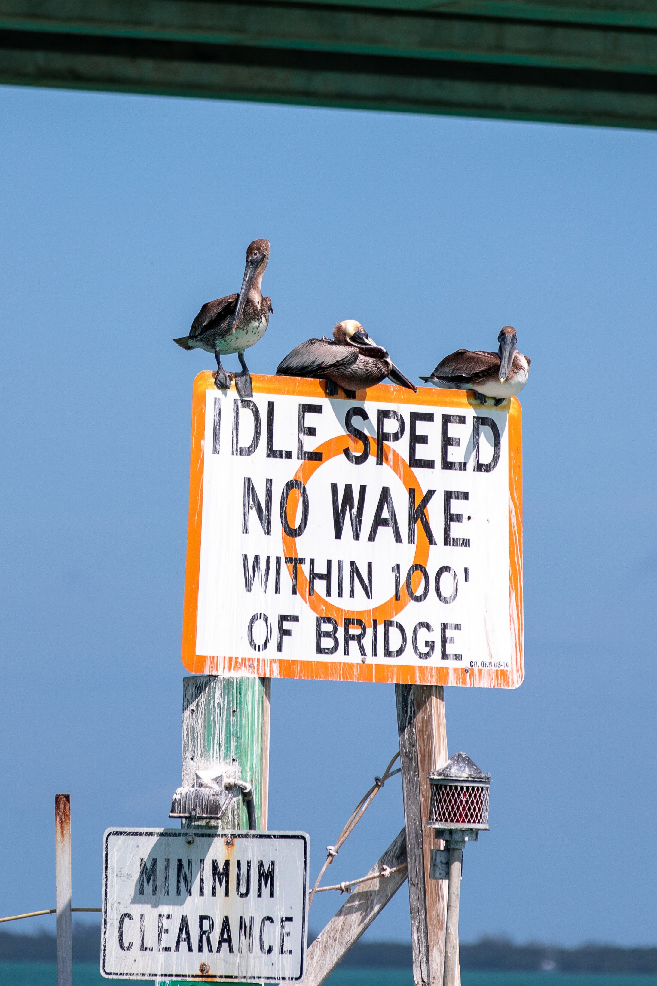 Vögel an der Westküste Floridas