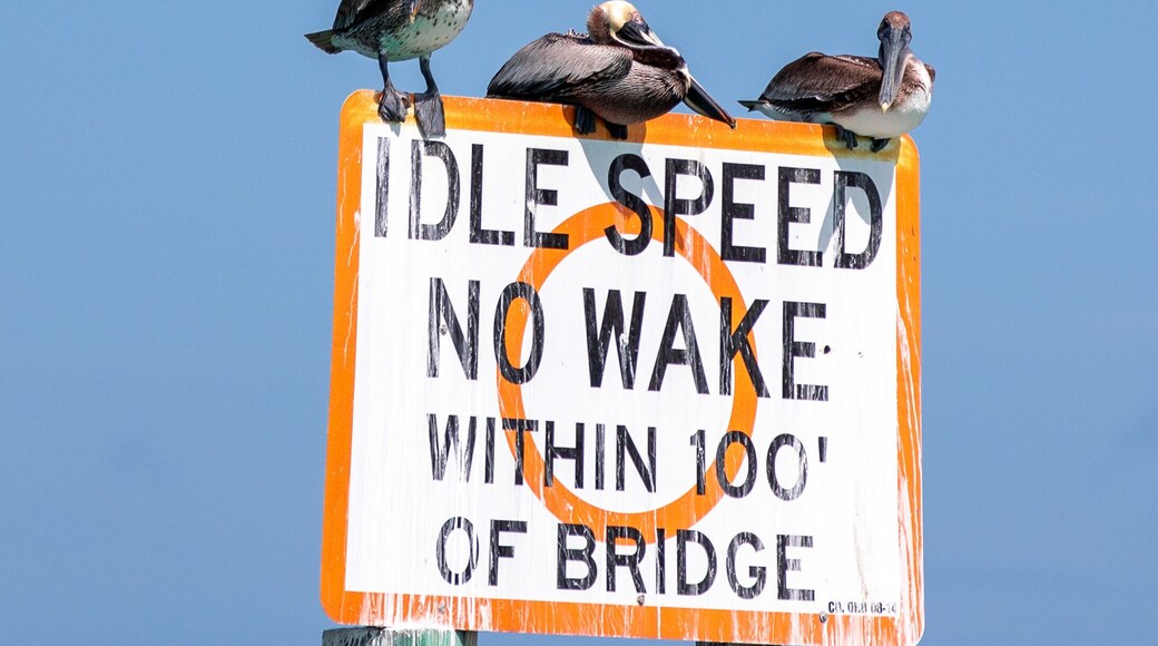 Vögel an der Westküste Floridas