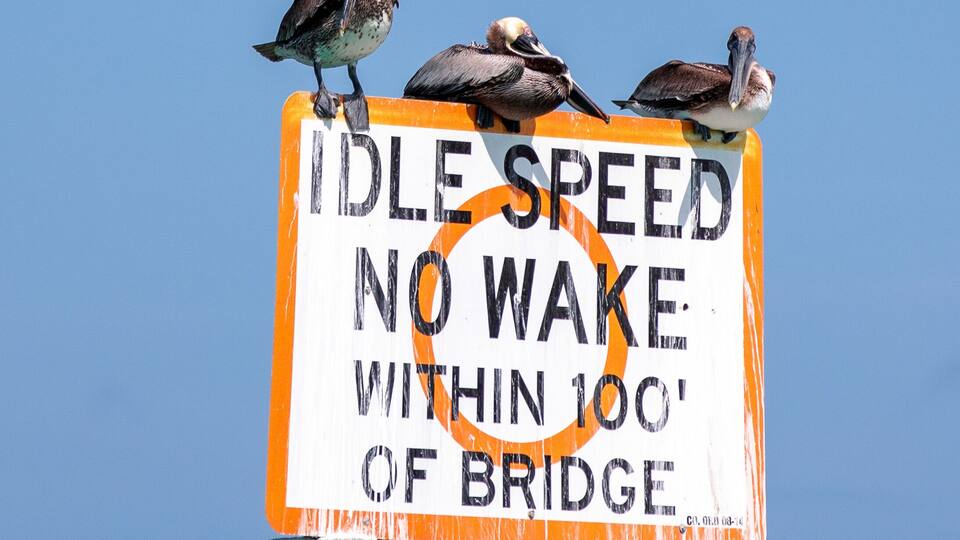 Vögel an der Westküste Floridas