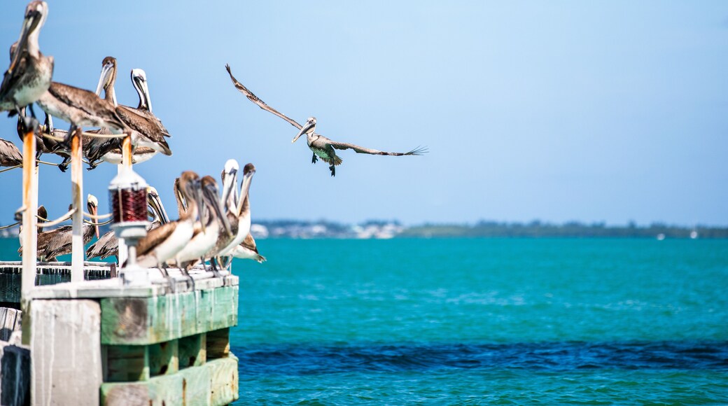 เพลิกัน