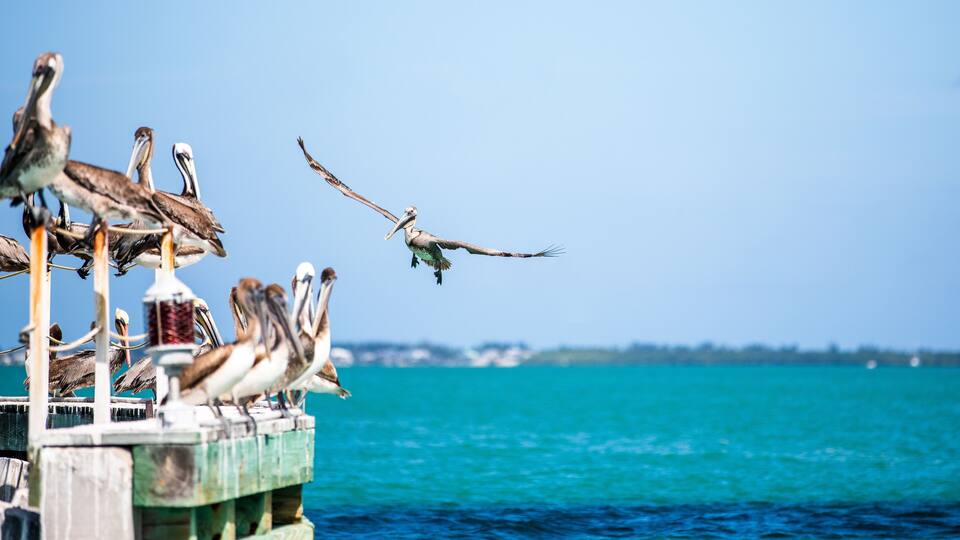 Vögel an der Westküste Floridas