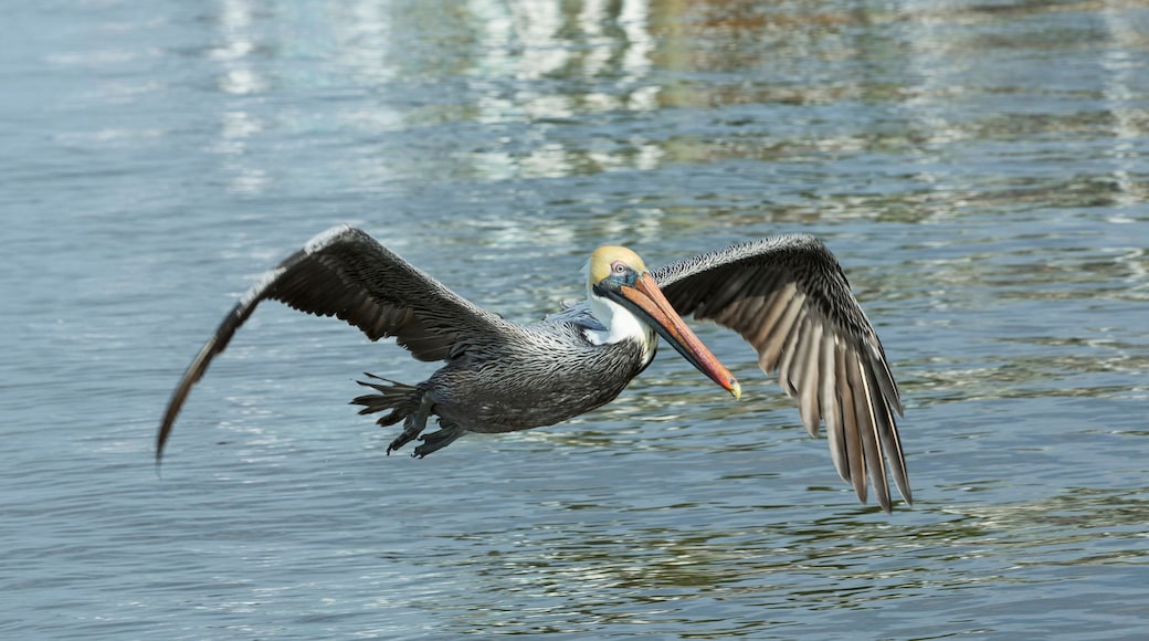 A brown pelican in flight at see in Cape Coral.